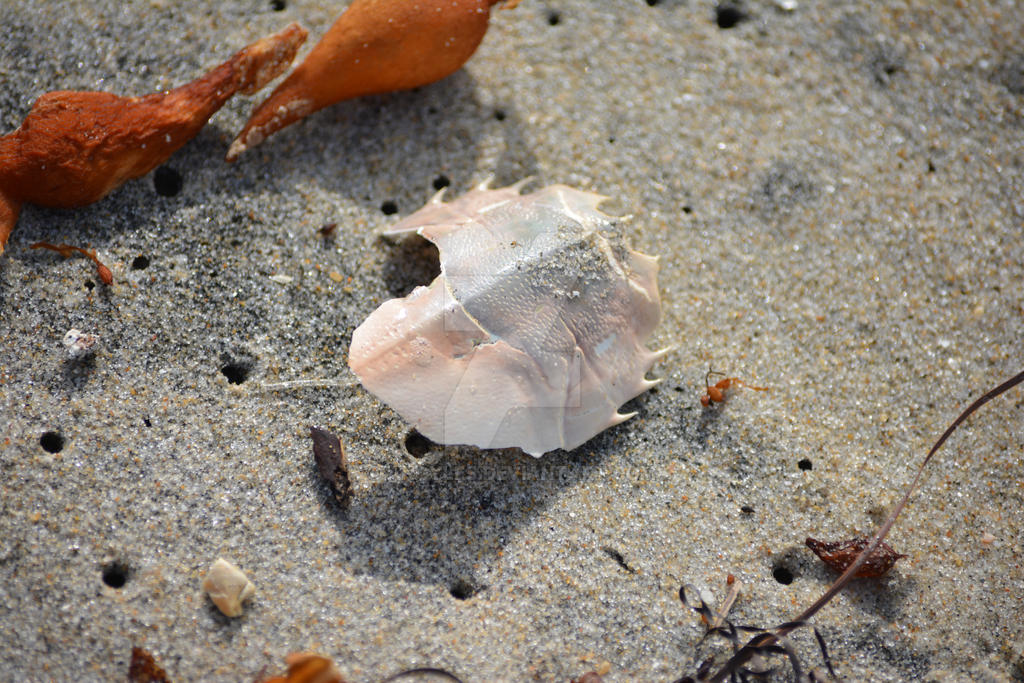 Discarded Shell by Angyles on DeviantArt