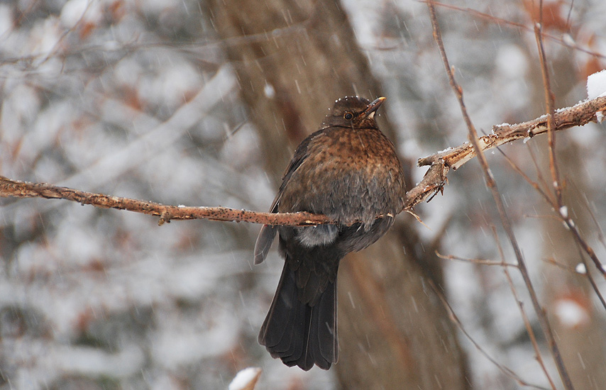 Amsel im fallenden Schnee