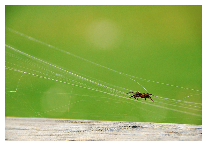 The Spider's Path