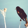 Red-Winged Blackbird