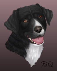 Pet Commission - ''Bash''