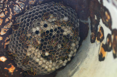 wasp home