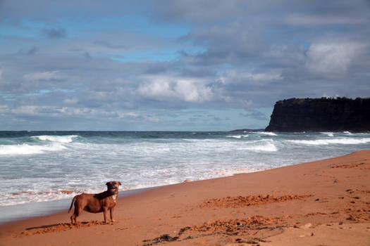 Beach dog