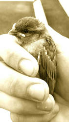 A Bird In The Hand