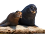 Finding Dory - Seals