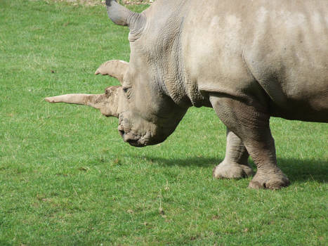 Rhino at the zoo