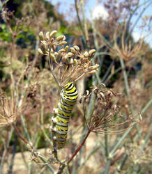 Caterpillar in the Fall