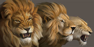 Study