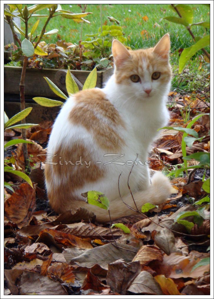 Autumn Kitten