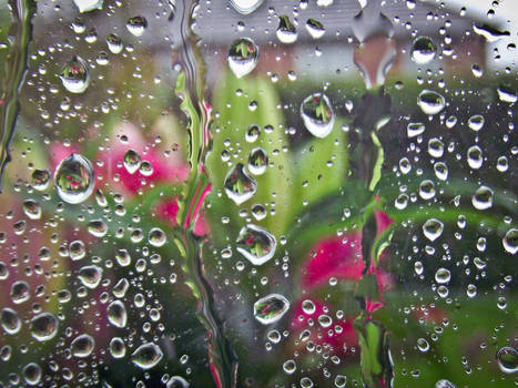 Rain and Lilies