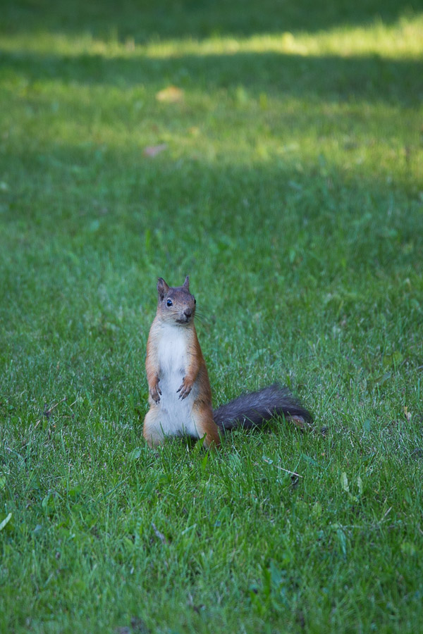 Curious Squirrel