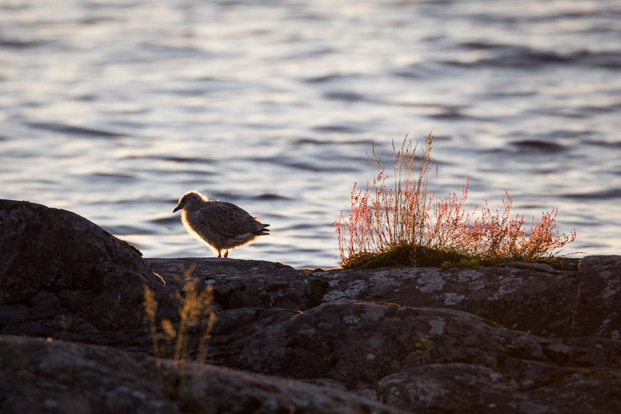 Little Seagull