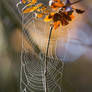 Dewy web