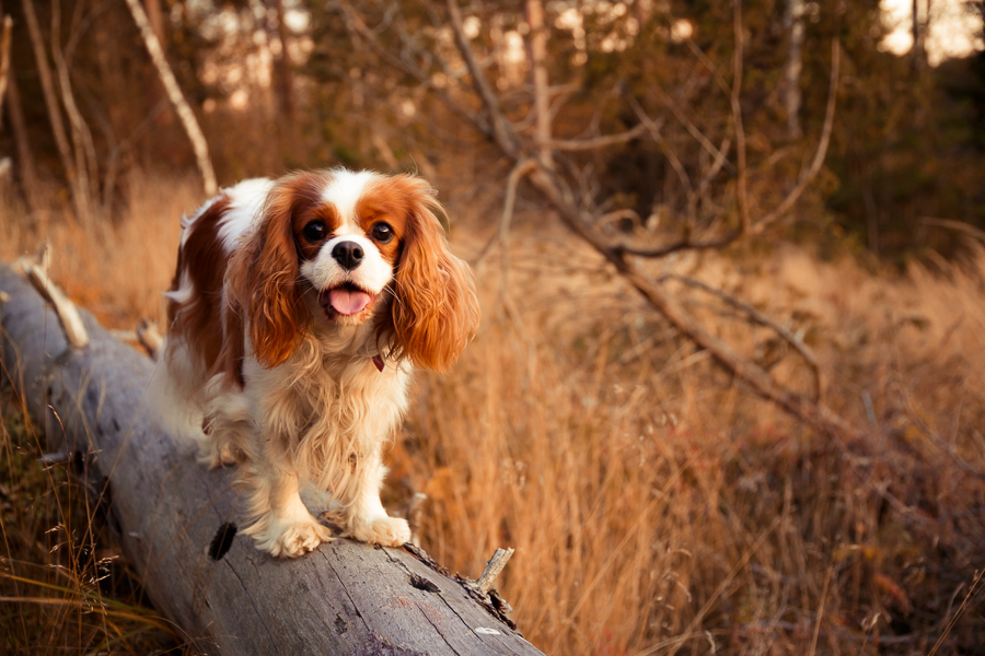 Log dog