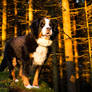Bella and the Golden Forest