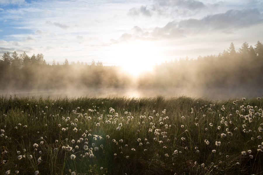 Foggy pond