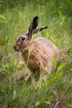 Hare III