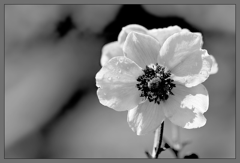 Blue channel Flower