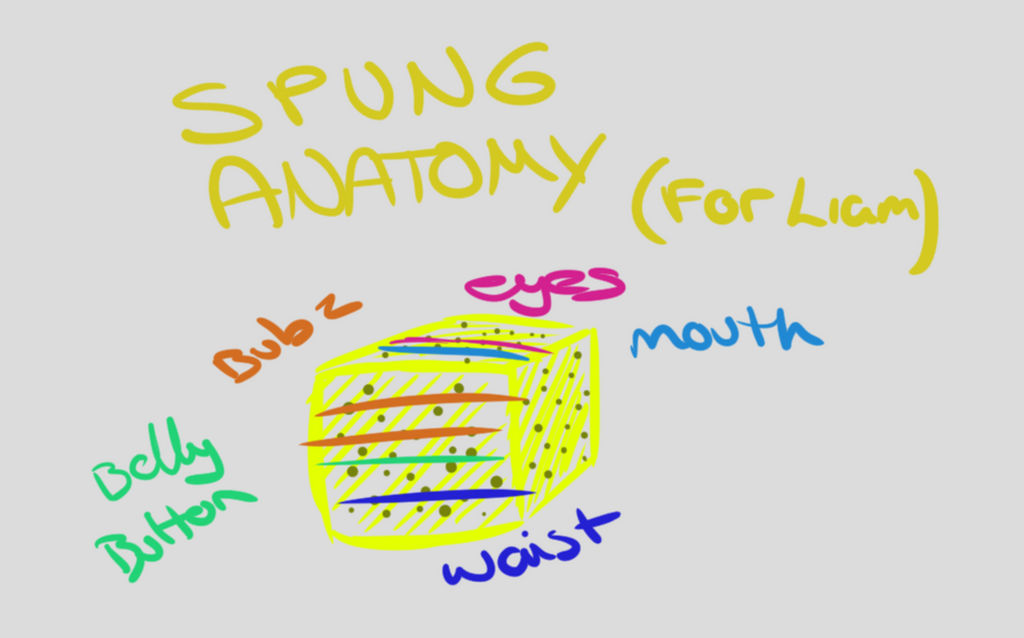 Spunge Variations The anatomy of the spung ( Sponge ) by Darkwizardsethlet on DeviantArt