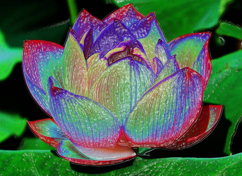 Juicy Water Lilly