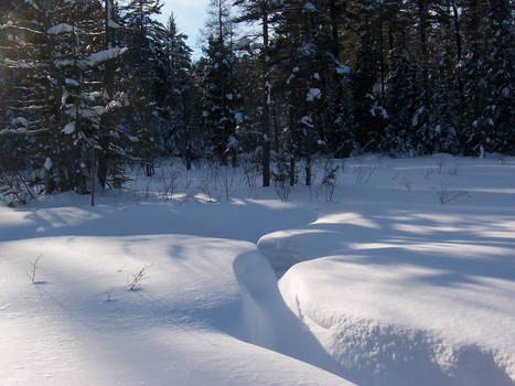 Frozen Marsh