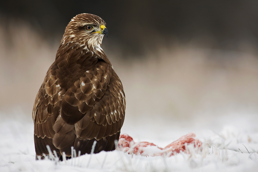 Guardian by Holasek