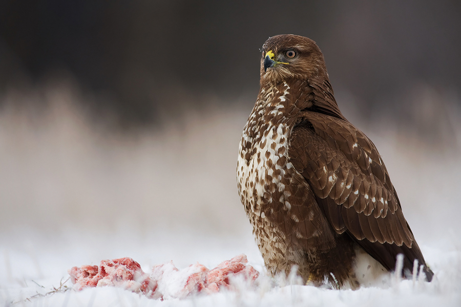 Common buzzard