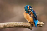 Spring kingfisher by Holasek