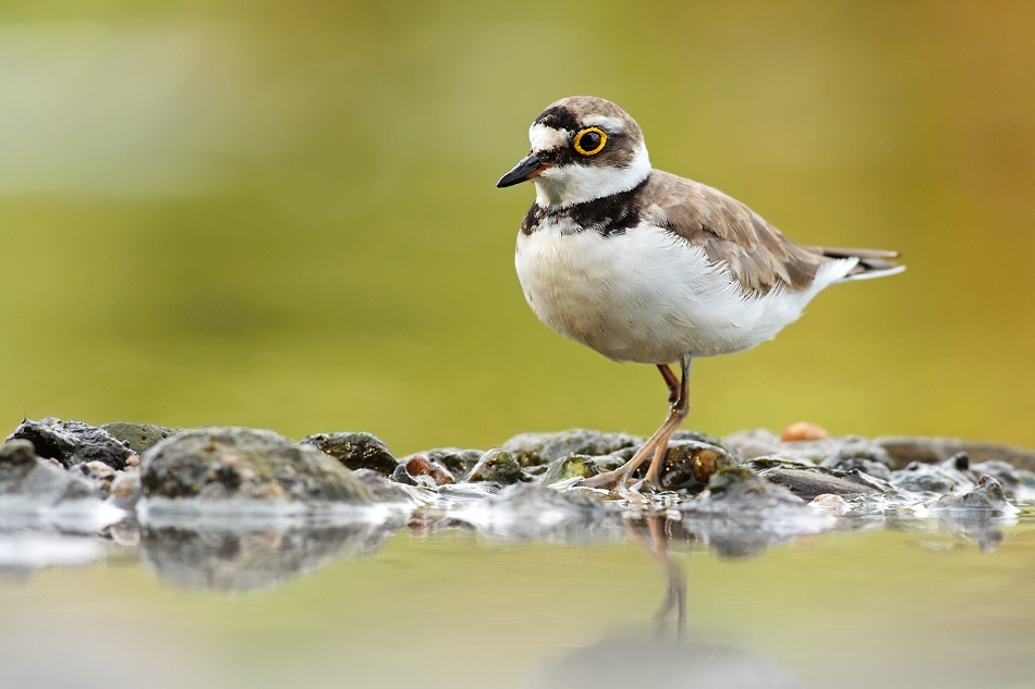 Charadrius dubius