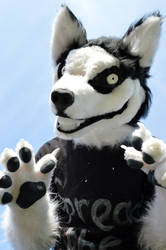 Smile Dog Fursuit