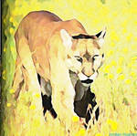 Mountain Lion by wolfman360