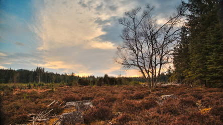 Evening Sun - Alness, Scotland