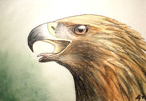 Aquila chrysaetos