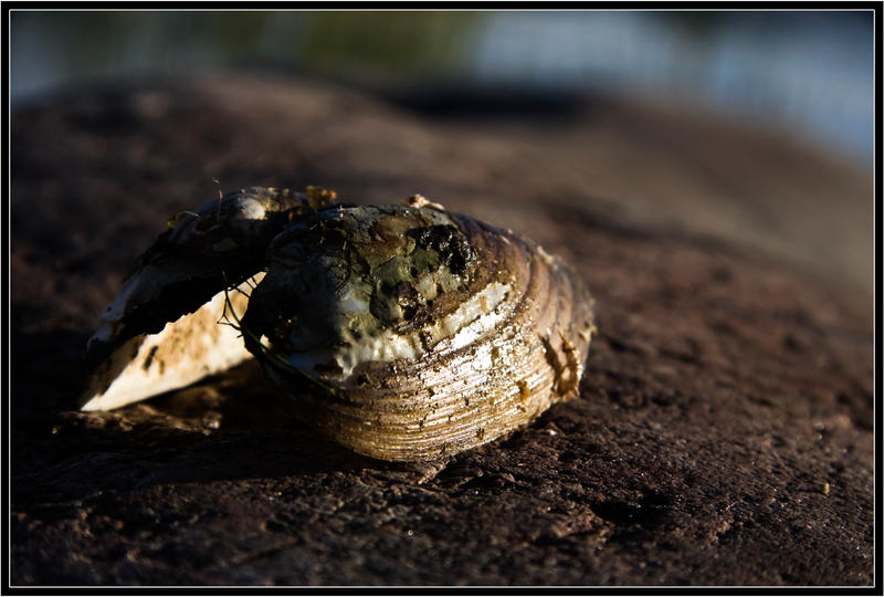 Dead Clam by bejjs on DeviantArt