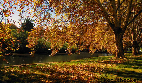 Yellow Leaves