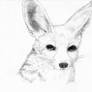 Fennec Fox