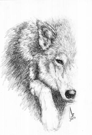 Wolf by Andrew-AR Wolf by Andrew-AR