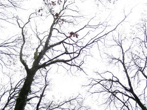 Winter Branches