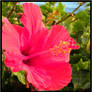 Hibiscus