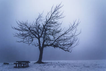 Foggy tree