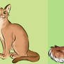A-Z of Cats Abyssinian and American Curl