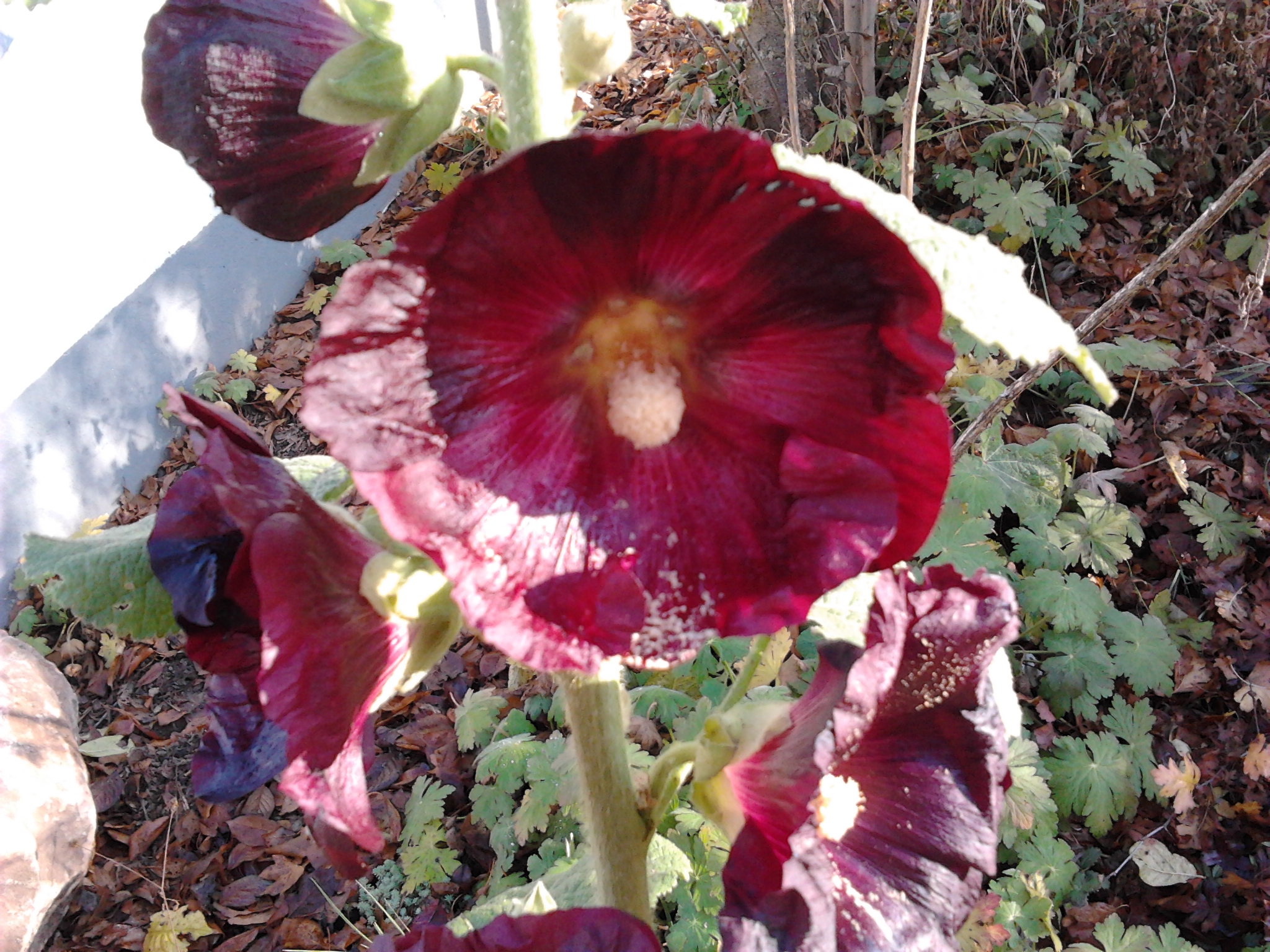 Red-Purple Flower