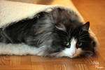 Cat in the Carpet by Romanara