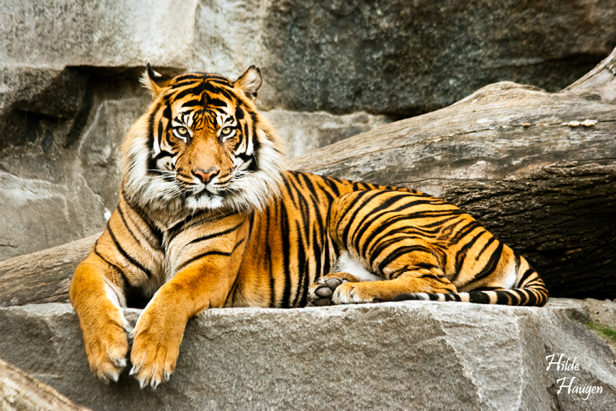 Relaxed Tiger