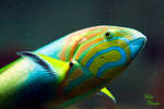 Colorful Fish by Romanara