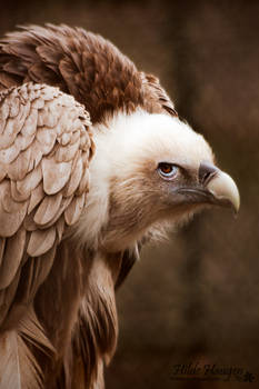 Griffon Vulture