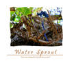 VART5717-WP05 Water Sprout