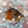 Robin Redbreast