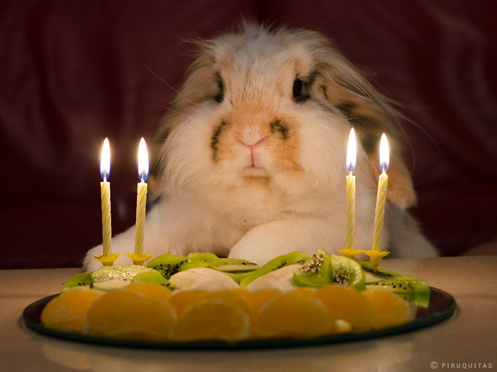 Звери на дне рождении. С днем рождения животные. Животные поздравляют с днем рождения. С днем рождения кролик. Открытка с днём рождения животные.