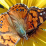 Monarch Butterfly On Sunflower